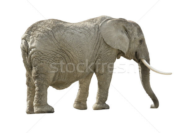 增加至灯箱 商业照片 #1605283african elephant 由      上线自