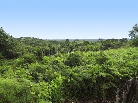 丛林 风景 周围 墨西哥 森林 商业照片 prill