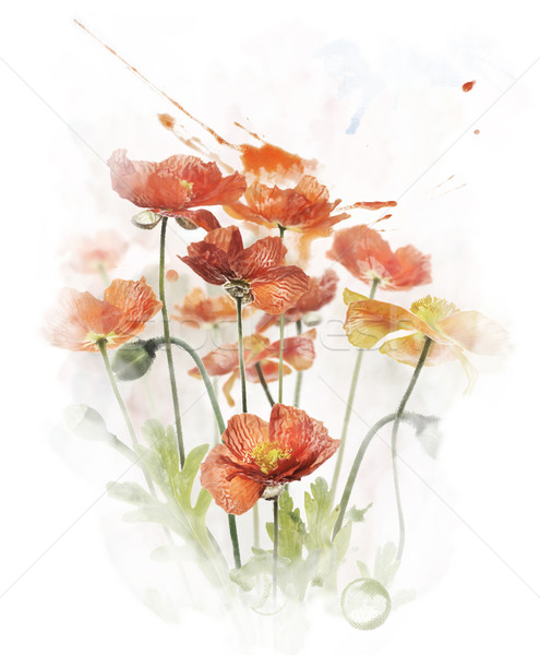 商业照片 水彩画 图像 红色 罂粟 花卉 数字