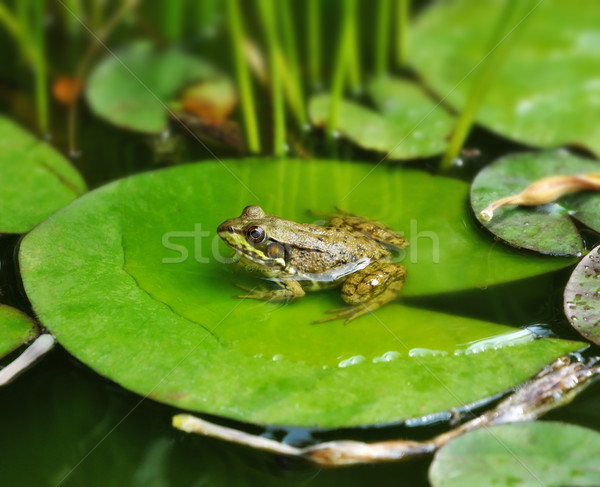 商业照片: 水· 青蛙 · 莲花 ·叶·眼