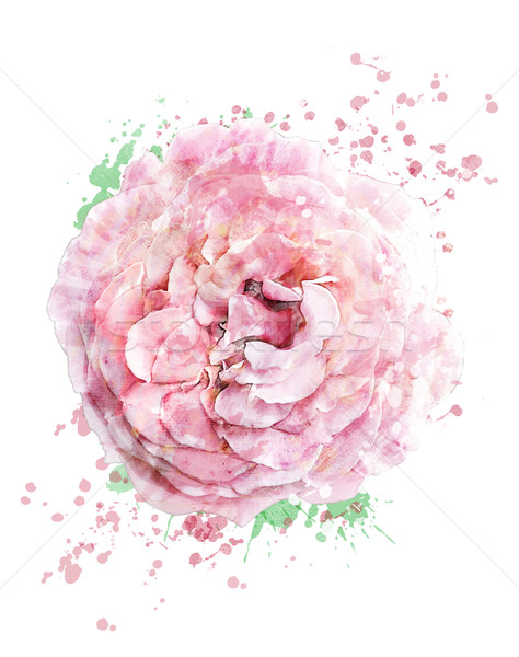 商业照片: 水彩画 · 图像 · 玫瑰 · 数字 ·画· 粉红色的玫瑰