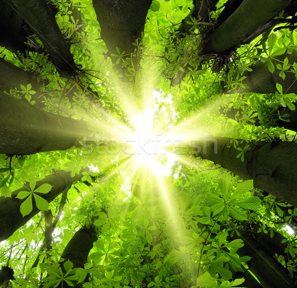 商业照片: 太阳 · 风景 · 森林 · 青葱的 ·树