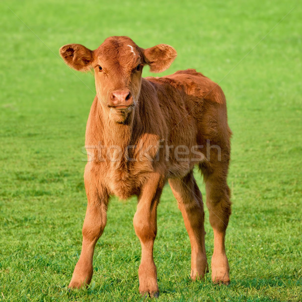 快乐 草地 小 常设 新鲜 草 happy little calf