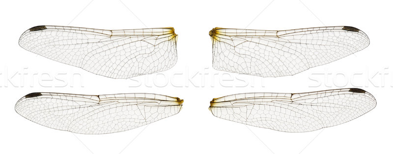 增加至灯箱 商业照片 #3123580dragonfly wings isolated on white