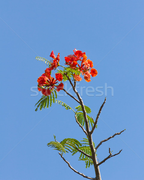 商业照片: 火焰    树    开花    皇族    蓝天    花 / flame tree