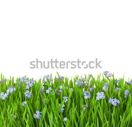 商业照片: 蓝色 · 花卉 · 绿草 · 水滴 · 孤立 ·白