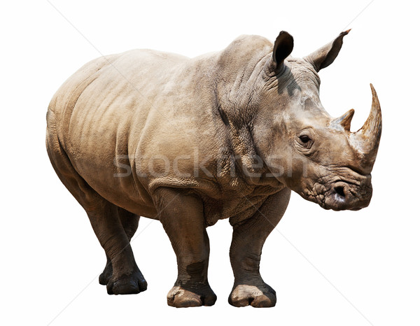商业照片: 犀牛 ·白· 巨大 · 孤立 · 身体 · 黑色