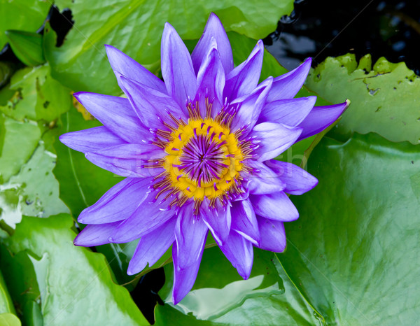 紫色    莲花    池塘    花    性质    美女 / purple lotus in