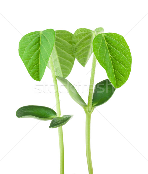 黄豆 植物 二 植物 孤立 白 商业照片 vtorous