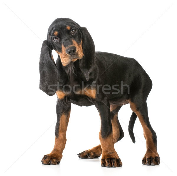 stock photo: cute puppy