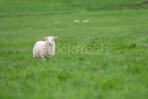 Stok fotoğraf: Sevimli · koyun · İzlanda · kamera · bahar