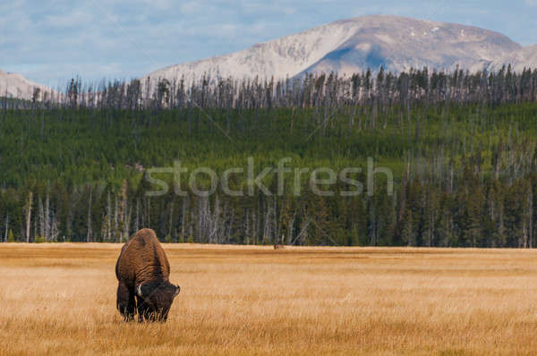 Bison in Yellowstone NP Stock photo © 1Tomm
