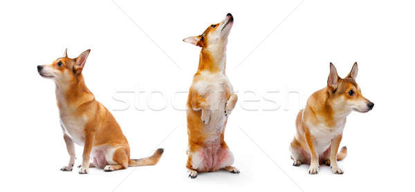 Hund cute weiß Haar orange Porträt Stock foto © 26kot