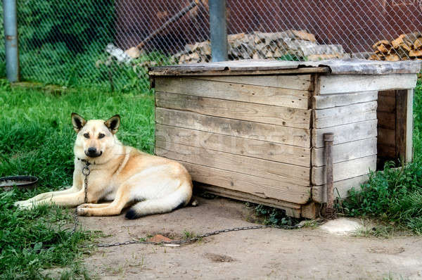 guard dog Stock photo © 26kot