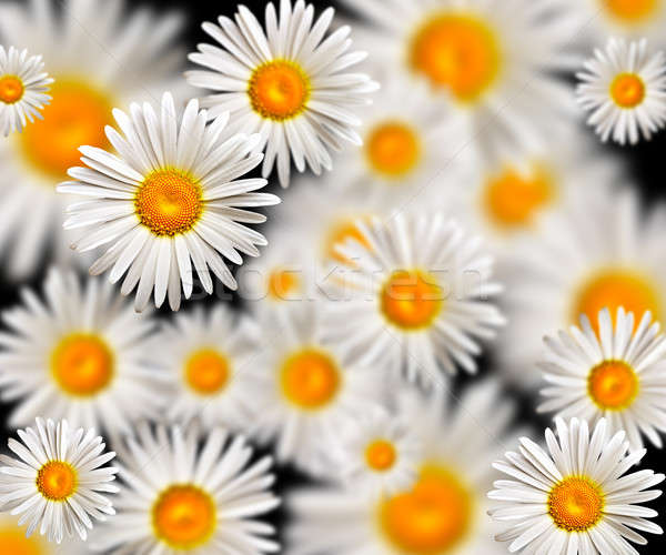 Kamilla virág virágok háttér szépség nyár Stock fotó © 26kot