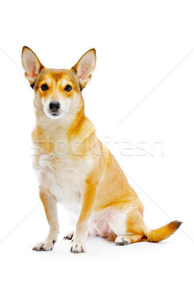 Hund isoliert weiß orange Tiere Studio Stock foto © 26kot
