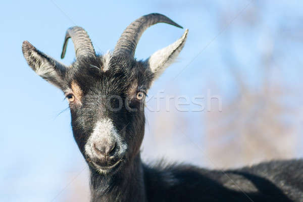 goat Stock photo © 26kot