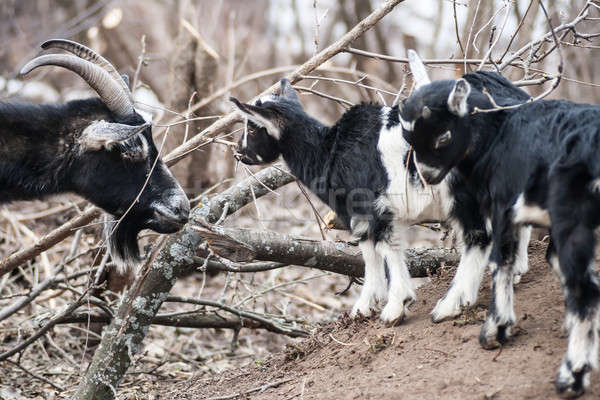 goat kid Stock photo © 26kot