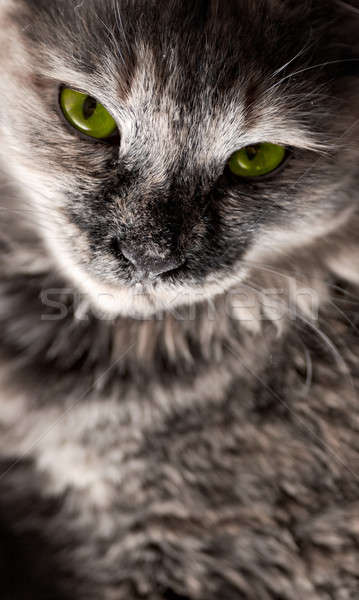 Katze Porträt grüne Augen Natur Haar Schönheit Stock foto © 26kot