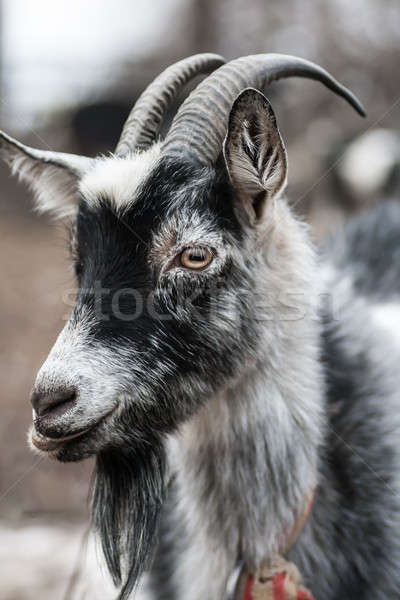 Foto stock: Cabra · floresta · bebê · grama · madeira