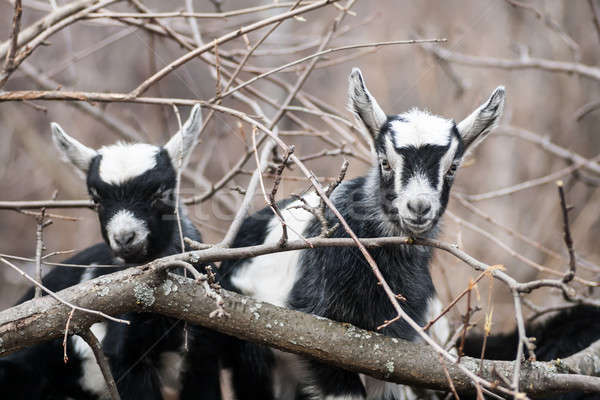 goat kid Stock photo © 26kot