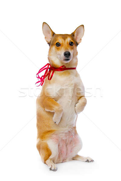 Foto stock: Cão · isolado · branco · estúdio · cachorro · espera