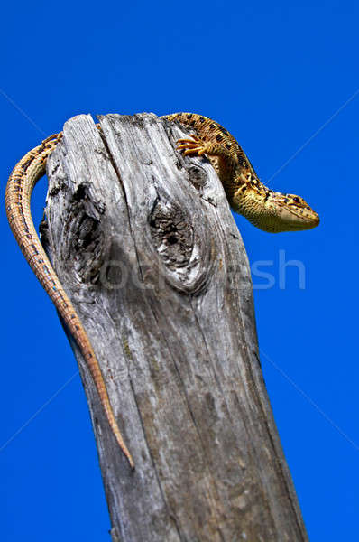 Lagarto edad árbol cielo azul cielo fondo Foto stock © 26kot