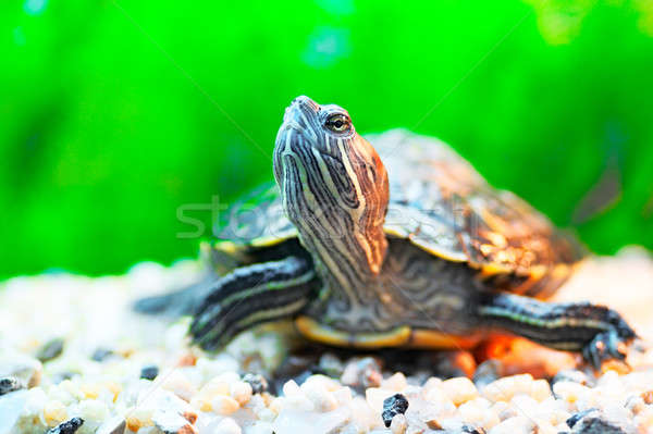 slider turtle Stock photo © 26kot