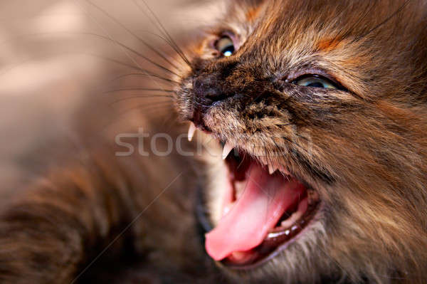 Kot portret żądło usta zwierząt kolor Zdjęcia stock © 26kot