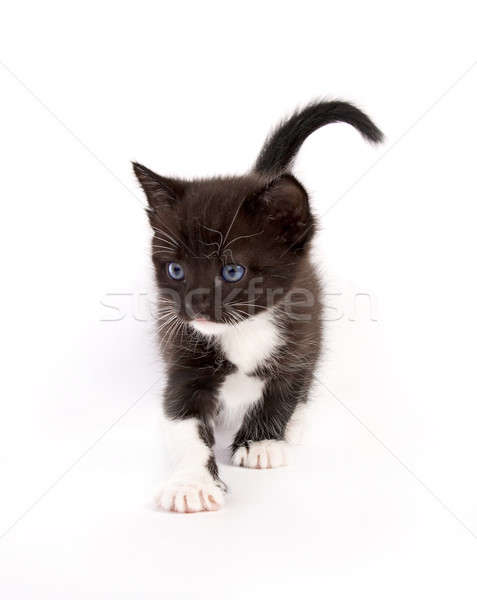 Kotek odizolowany biały dziecko kot tle Zdjęcia stock © 26kot
