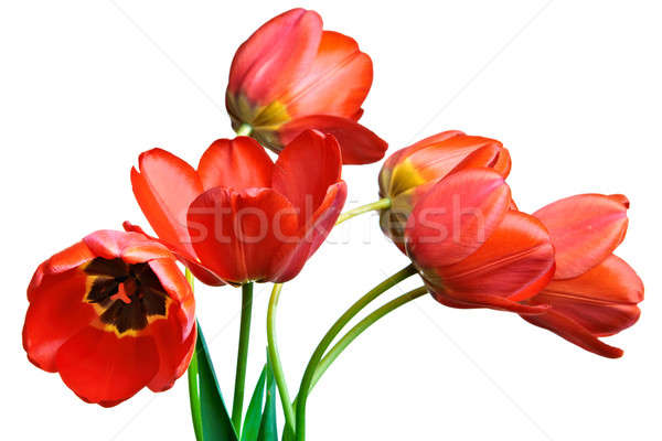 Tavasz tulipánok izolált fehér természet háttér Stock fotó © 26kot
