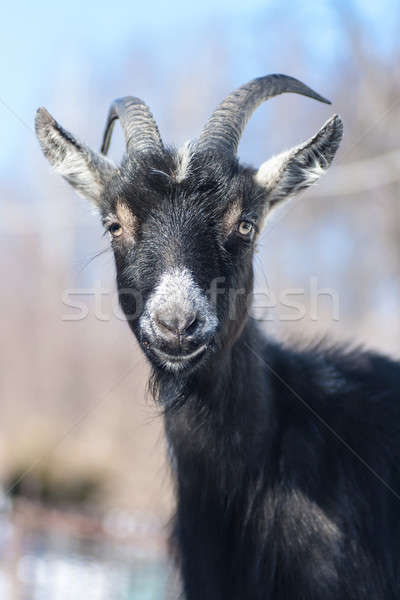 goat Stock photo © 26kot