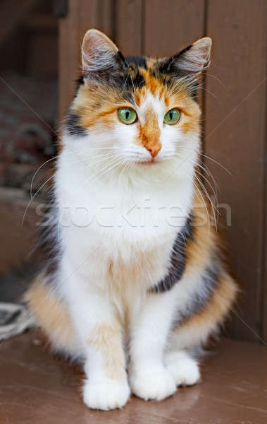 Chat charmant chatte vert oeil porte [[stock_photo]] © 26kot