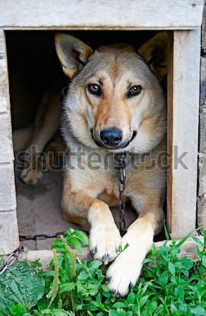 dog Stock photo © 26kot