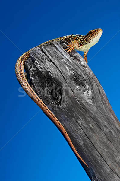 Lagarto secar árvore blue sky céu primavera Foto stock © 26kot