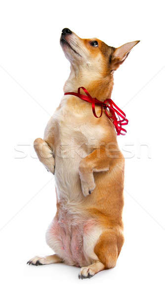 Chien isolé blanche cheveux orange portrait [[stock_photo]] © 26kot