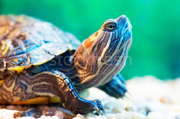 slider turtle Stock photo © 26kot