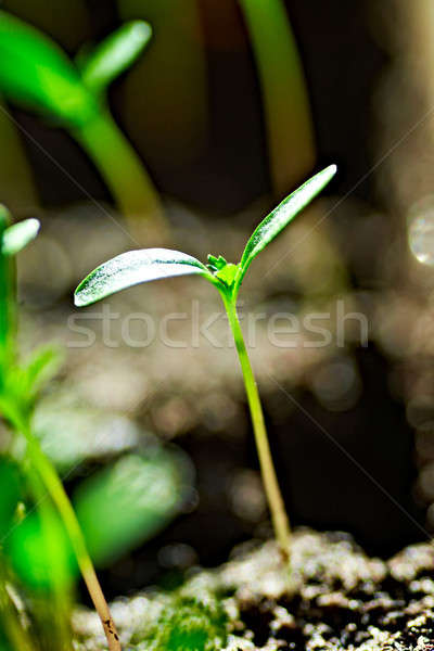 Verde pequeno fundo jovem planta Foto stock © 26kot