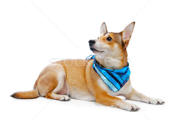 Stockfoto: Hond · geïsoleerd · witte · studio · puppy · wachten