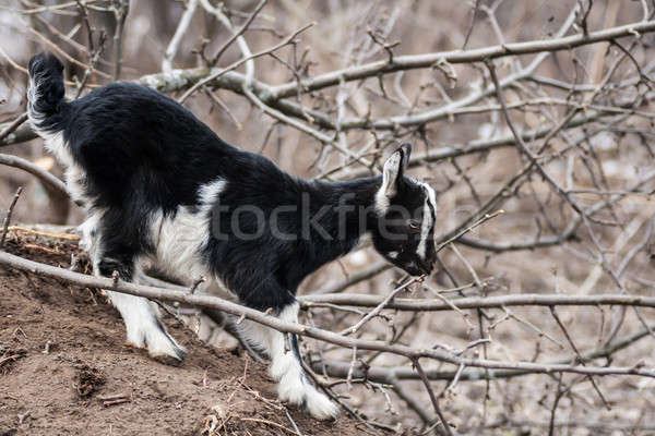 goat kid Stock photo © 26kot