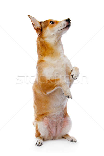 Foto stock: Cão · isolado · branco · retrato · estúdio · cachorro