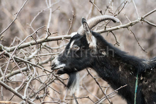 goat Stock photo © 26kot