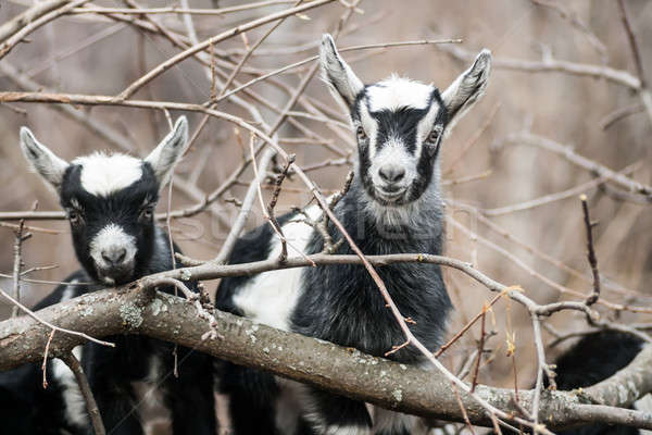 goat kid Stock photo © 26kot