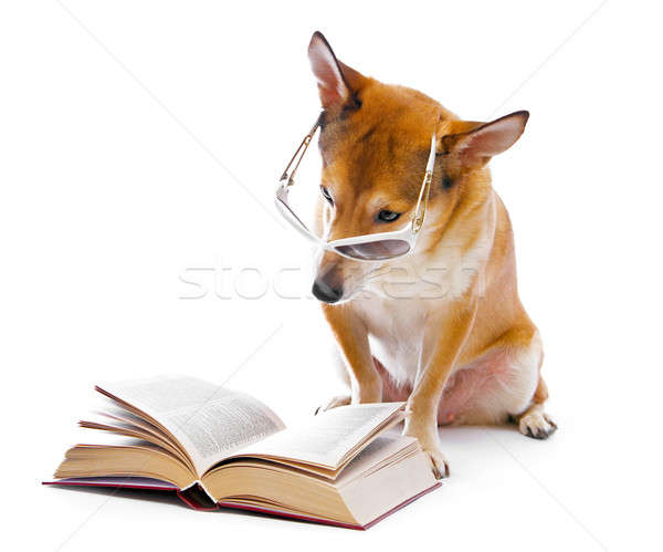 Stock foto: Hund · isoliert · weiß · Buch · orange · Gläser