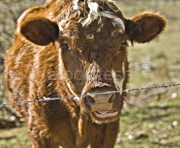 Koe sluiten veld tong Stockfoto © 2tun