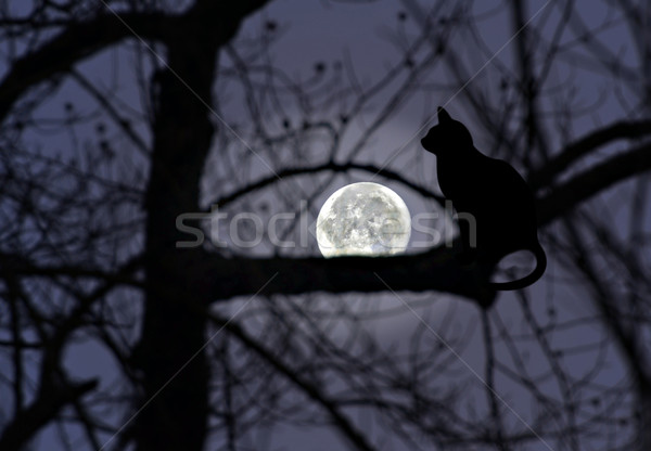 The Moon Watcher Stock photo © 2tun