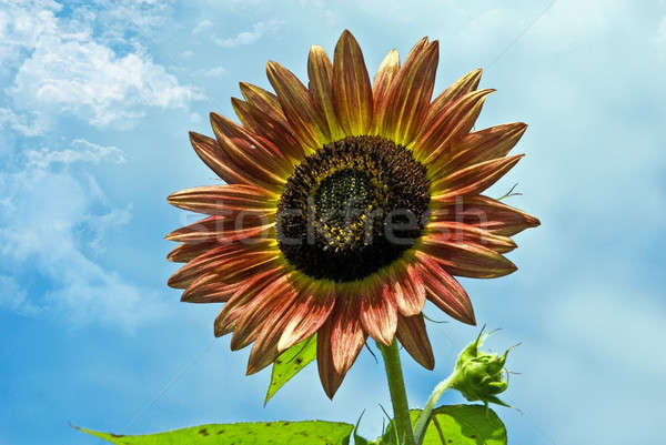 Beautiful Sunflower Stock photo © 2tun