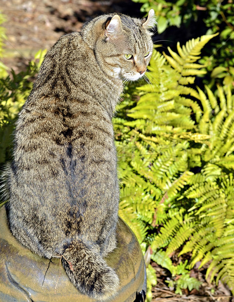 Highland Lynx Cat in Ferns Stock photo © 2tun