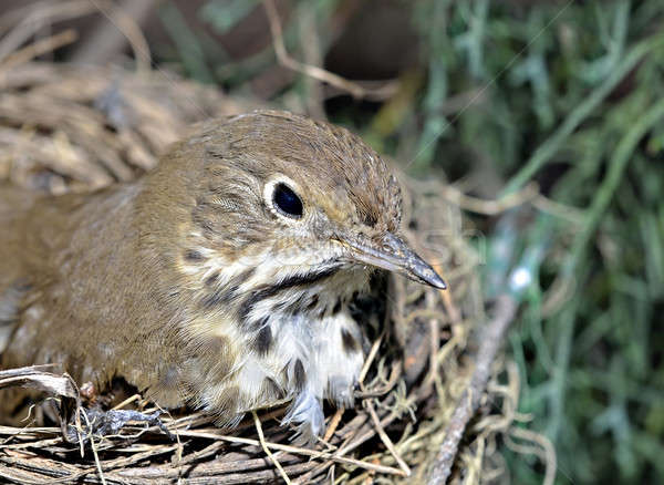Bird in Nest Stock photo © 2tun