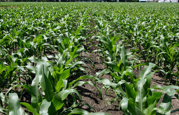 Dziedzinie wcześnie kukurydza wole Zdjęcia stock © 33ft